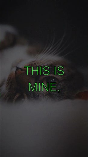 The King of His Domain In a quiet corner of the woods lives a bold sexuallyactive feral...