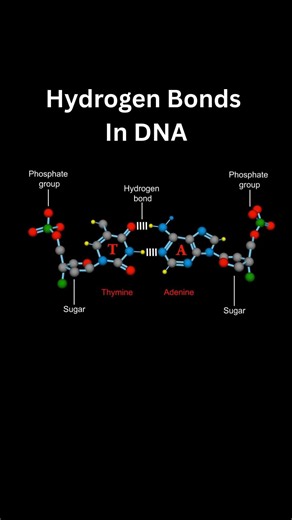 Hydrogen Bonds In DNA #biology #scienceexplained #science