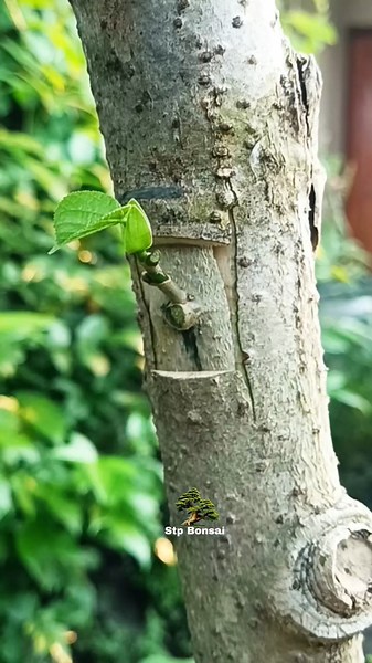 Have Fun and simple grafting 🌿🌳 #plants #garden #gardening #nature #craft #diy #grafting