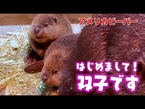 激カワ！アメリカビーバーの赤ちゃん誕生！（American Beaver）