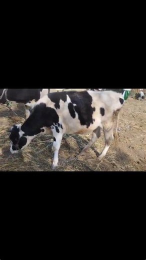 14K views · 241 reactions | 8899109778. Asalamualaikum hope all friends are fine 15 months old HIEFER Is looking for new home at TRAL. 15 days Ai injected. 21 ltr mother milk records. 45k asking price. Call him for more details 8899109778 #heifer #post #viralvideochallenge #viralreelschallenge #video Follow sheep seller ang For ADD PROMOTION CONTACT 77808 37312 Thanks to all brothers who support  ❤️   | sheep seller ang | Facebook