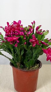 3K reactions · 830 shares | Learn effective and simple plant care tips with PictureThis! 華華華 | PictureThis | Facebook