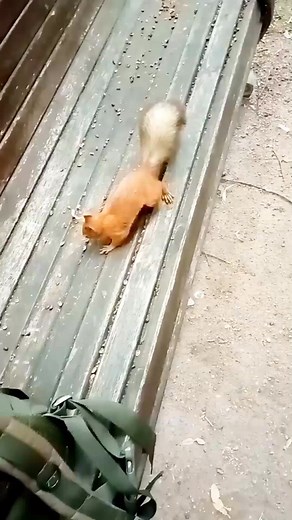 cute squirrel cute animals cute pets #animal #pet #squirrel #animals #cute #animalvideos #nature #cutepets #cutesquirrel | Animal Lover
