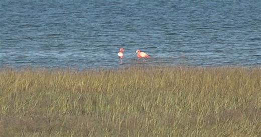 Wild flamingo living in San Diego Bay has a new friend
