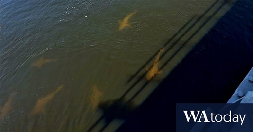 Beaches closed after school of bull sharks seen where WA teen was killed