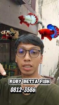 Penjual Ikan Cupang FCCP dan Cupang Hellboy di Bandung | Cupang Berkwalitas #shorts #