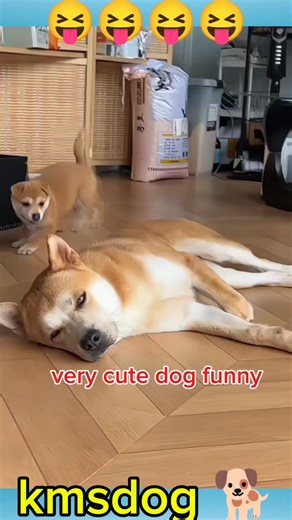 FUNNY Dog Videos That Will Make You Laugh 🤣 #dog #funny #pets #cute #funnypets