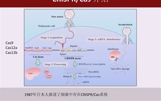 利用CRISPR技术实现高灵敏的基因检测-王永明（复旦大学）