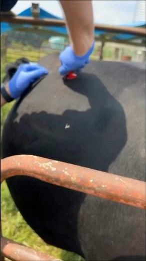 HOW DO COWS NOT EXPLODE? 🤔