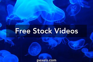 Box Jellyfish Videos, Download The BEST Free 4k Stock Video Footage & Box Jellyfish HD Video Clips