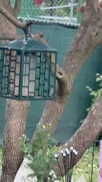 Whistle and They Come! Blue Jay Comes in for Peanut Treat #bluejays #bluejaysnation