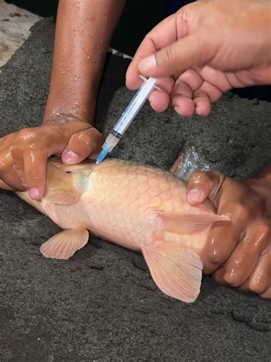 Breeding Karpu Fish: A Complete Guide