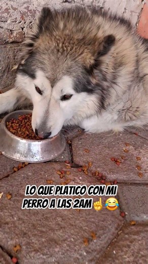 😄 What I talk about with my dog ​​at 2am #husky #funnypuppies #canilla #dogs #laughs