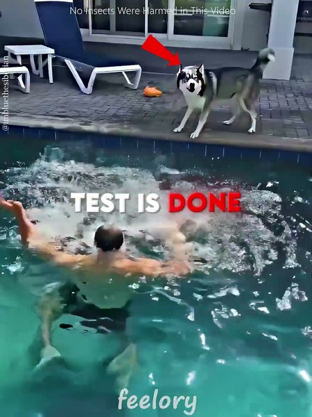 His Dogs Thought He Was Drowning 😳🐶 #shorts