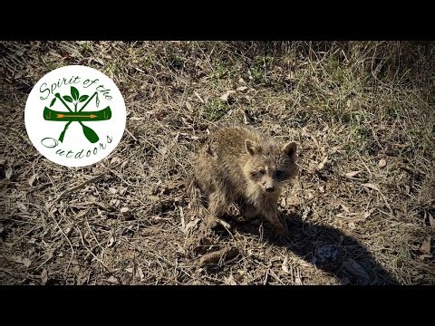 Checking Coon Traps and Making Catfish Bait
