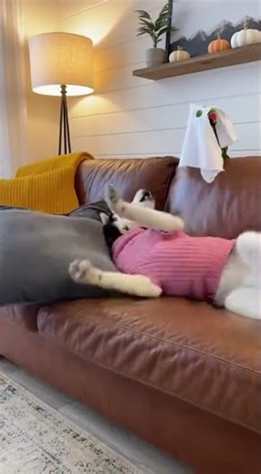 Husky Faints After Seeing Masked Ghost. ,The Oscar-Winning Husky: A Hilarious Parrot Prank