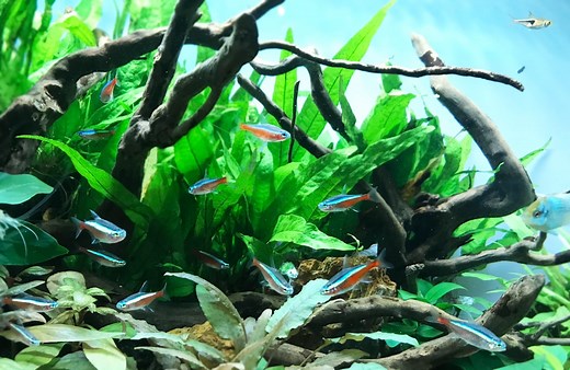 ミクロソリウムの育て方！種類やレイアウト、活着方法、枯れる対策も！