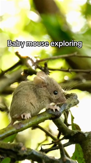 Just a baby mouse out exploring #mouse #mice #baby #cute #garden #nature #wildlife #magical #happy