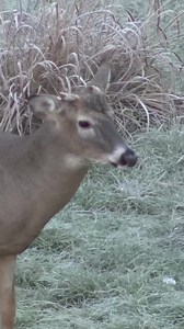 86K views · 1.2K reactions | This buck identifies as a goat  | Whitetail Edge | Facebook