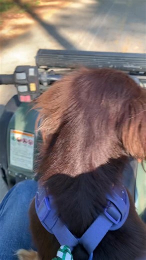 25 year old Honda Rancher 350. New carb filters fluids battery fuel lines wheel bearings front axles new seat cover. Running like a new one.