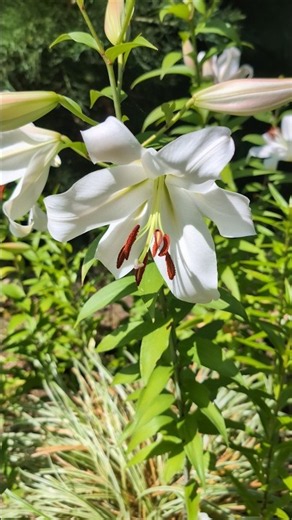 Weißes Lilienbeet/Lilly flowerbed #lilien #lily #lilium
