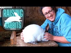 Raising Meat Rabbits: Identifying and Buying Quality Breeding Stock