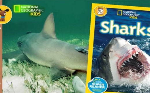 鲨鱼SHARKS 少儿英语分级读物 NATIONAL GEOGRAPHIC KIDS READERS_ SHARKS (720p)