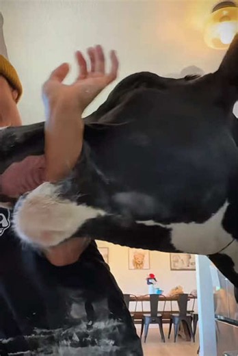 Trying baking a cake with Bruce in the kitchen #cow #brucethecow #farm #snack #animals