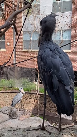 Exploring the Dallas World Aquarium with Mr. & Mrs. Shoe