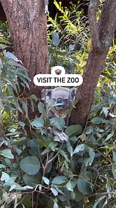 26K views · 1K reactions | Here are 6 must-do activities in #Sydney...