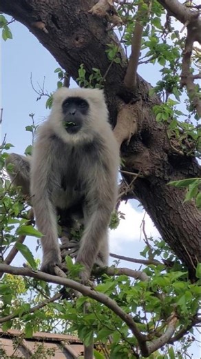 Grey Baboon Eating Fresh Leaves