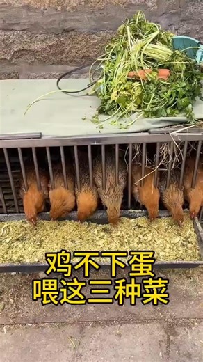 Smart Farming Hack! Turn Kitchen Waste into Healthy Feed for Chickens & Ducks#FarmingTips