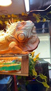 Chill day at The Lizard Lounge…. Yall like the ne sign? #lizard #exoticpets #reptile #iguana #pet #pets #animals #petlovers #petstagram #petlovers #foryou #petsofinstagram #RocketThelguana #dragons #reptilesofinstagram #cuteanimals #petlizard | Rocket The Iggy