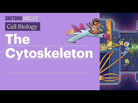 Cytoskeleton: Components, Functions & Role in Cell Division (Full Lesson) | Sketchy MCAT