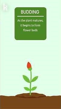 Seed Germination | How Plants Grow 🌱| Plant Life Cycle for kids