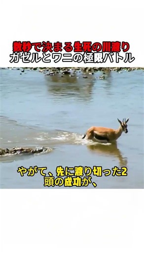 数秒で決まる生死の川渡り ガゼルとワニの極限バトル #野生動物 #ガゼル #ワニ #自然ドキュメンタリー #サバンナ