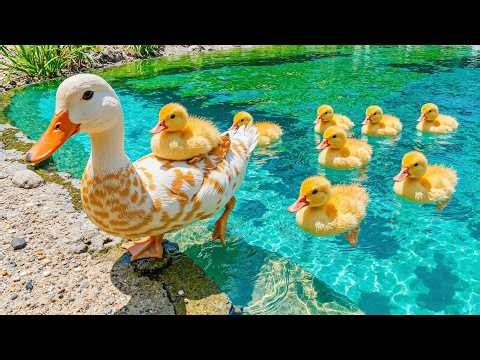 Watch These Ducks If You’re Stressed 🦆 Healing Lake & Duck Sounds for Instant Calm & Stress Relief 💚