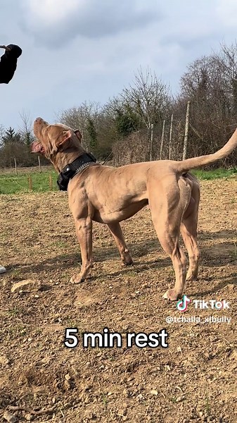 Strengthen Your Dog with This Muscle-Building Routine