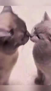 93K views · 1.3K reactions | Why cat are so greedy when it comes to good #catlover #animals #cat #cuteanimals | Pets & Cats | Facebook