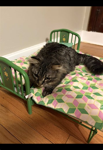Setting Up an American Girl Doll Bed for My Cat