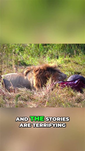 Top 10 Animals That ACTUALLY Hunt Humans! (Terrifying Facts) #shorts