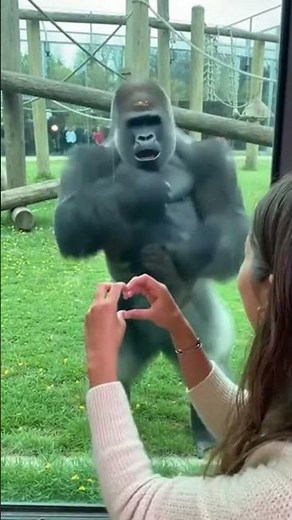 Gorilla Couldn’t Handle This Love ❤️😂