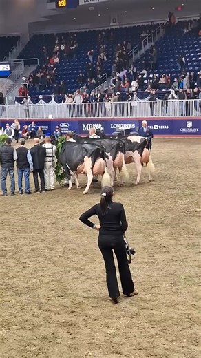 Grande Campeã - Altona Lea Unix Herminie Reservada Grande Campeã - Eixdale Pwrup Alongside 3a - West-Adub Lambda Sadie | claudio.aragon.31