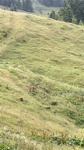 Romania on Instagram: "Ever spoken without words? In the folds of Romanian wilderness, where the hills seem to pray without mouths and silence is a choir, there’s a man in robes who whistles to the wind—and the wind answers with hooves. Two deer, lithe as brushstrokes on a monk’s parchment, descend from the other ridge. They don’t stumble. They don’t fear. They know him. And he, unflinching, greets them like old friends in a world that’s forgotten how to listen. This isn’t folklore. This isn’t e