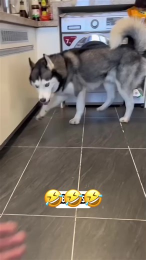 #funny #voiceover #animals #talking #fyp | Voice Over Animals