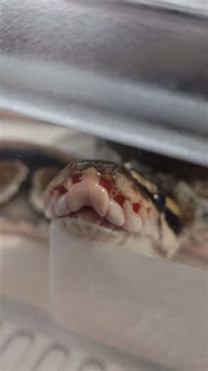 かわいいおめめ付きシャンプーハットをかぶって脱皮を始めたマイケルくん。 Michael, wearing a cute shampoo hat with eyes, began to shed his skin. #東京スネークセンター #tokyosnakecenter #ボールパイソン #ballpython #マイケル #Michael #ヘビカフェ #snakecafe | Cafe & Snake 東京スネークセンター（ヘビカフェ）