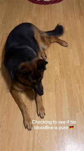 Dawn Cox Elite Shepherd | GSD puppies are available for adoption DM if you are interested adopting one 📩 #dogs #GoldenRetriever #germanshepherds | Instagram