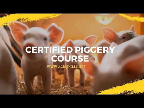Piggery Short Course at Agri Skills | Learn to farm with pigs profitably