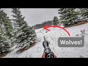 Wolf Encounter in the Woods | Elk Hunting Adventure with my Son
