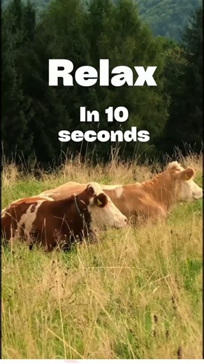 Alpine Cows Relaxing in Swiss Mountain Meadow Nature Sounds Shorts